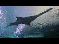 المشي بين القروش أطول نفق مائي وأغرب الكائنات البحرية التي رأيتها جولة فيRipley S Aquarium Of Canada 