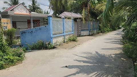 Ms 116 ::Bán vườn dừa trái xum xuê gần QL1A cầu rượu giá 800 triệu - Nhà đất nguyễn tùng đồng tháp