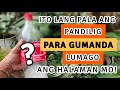 Effective tips pampalago pampabulaklak at pampaganda ng halaman  plant care