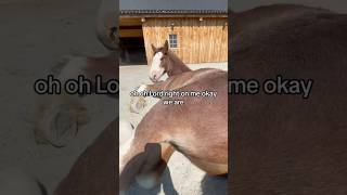 One Of My Core Memories. Snuggling With Clydesdale Horses