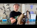 【高級魚】幻の魚、クエ。一体いくら?競りにかけてみた!!