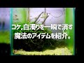 水をガチでピカピカにする秘密の商品を紹介。アオコ、白濁りに効果抜群！#280【アクアリウム】