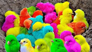 World Cute Chickens, Colorful Chickens, Rainbows Chickens, Cute Ducks, cute Cats ,cute animals#18