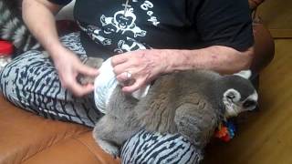 Rocky's Diaper Change