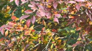 20151107 1 コゲラ