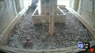 Bright Side April 4, 2025