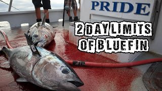 2 DAY LIMITS OF BLUEFIN TUNA ON THE PRIDE SPORTFISHING