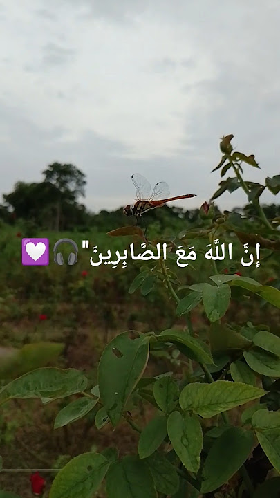 SURAH AL-KAFIRUN 💟🎧 #egzonibrahimi #nature #quranrecitation #quran @egzonibrahimiofficial1977