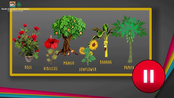 Flowering and Non Flowering Plants (Sindhi Version) I Science I Grade 5 Unit 1 Lesson 4