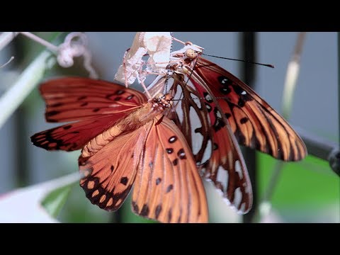 Beautiful 4K Gulf Fritillary butterflies courting/mating realtime V22374