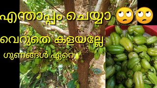 //Dried Bilimbi Recipe//Sun Dried Bilimbi//Irumban puli//malayalam //Bachoos world//