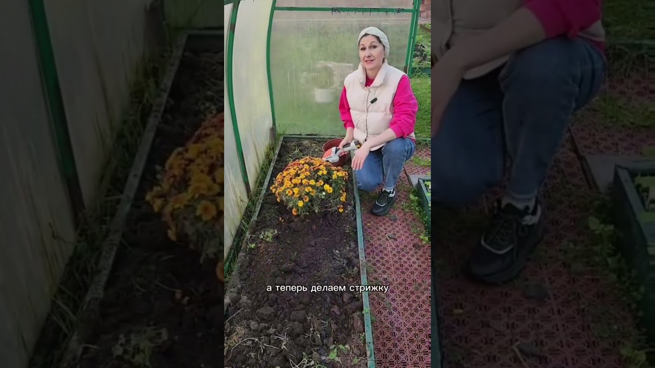 Как буду сохранять зимой хризантему мультифлора #хризантемамультифлора #хризантема #цветынадаче