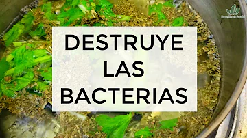 ¿Qué alimentos destruyen las bacterias?
