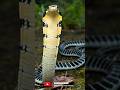 top 3 most dangerous snake in the world #short #shortfeed
