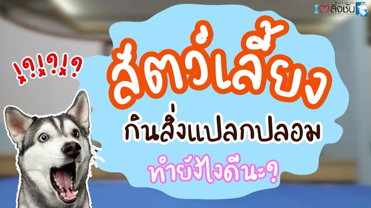 ทำยังไงดี…เมื่อสัตว์เลี้ยงที่คุณรักกินสิ่งแปลกปลอม !! | สรุปข้อมูลที่เกี่ยวข้องสุนัข กิน อาหาร น้อย ลงที่มีรายละเอียดมากที่สุด