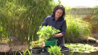 Greenfingers - Floating baskets: Using plants to filter your pond