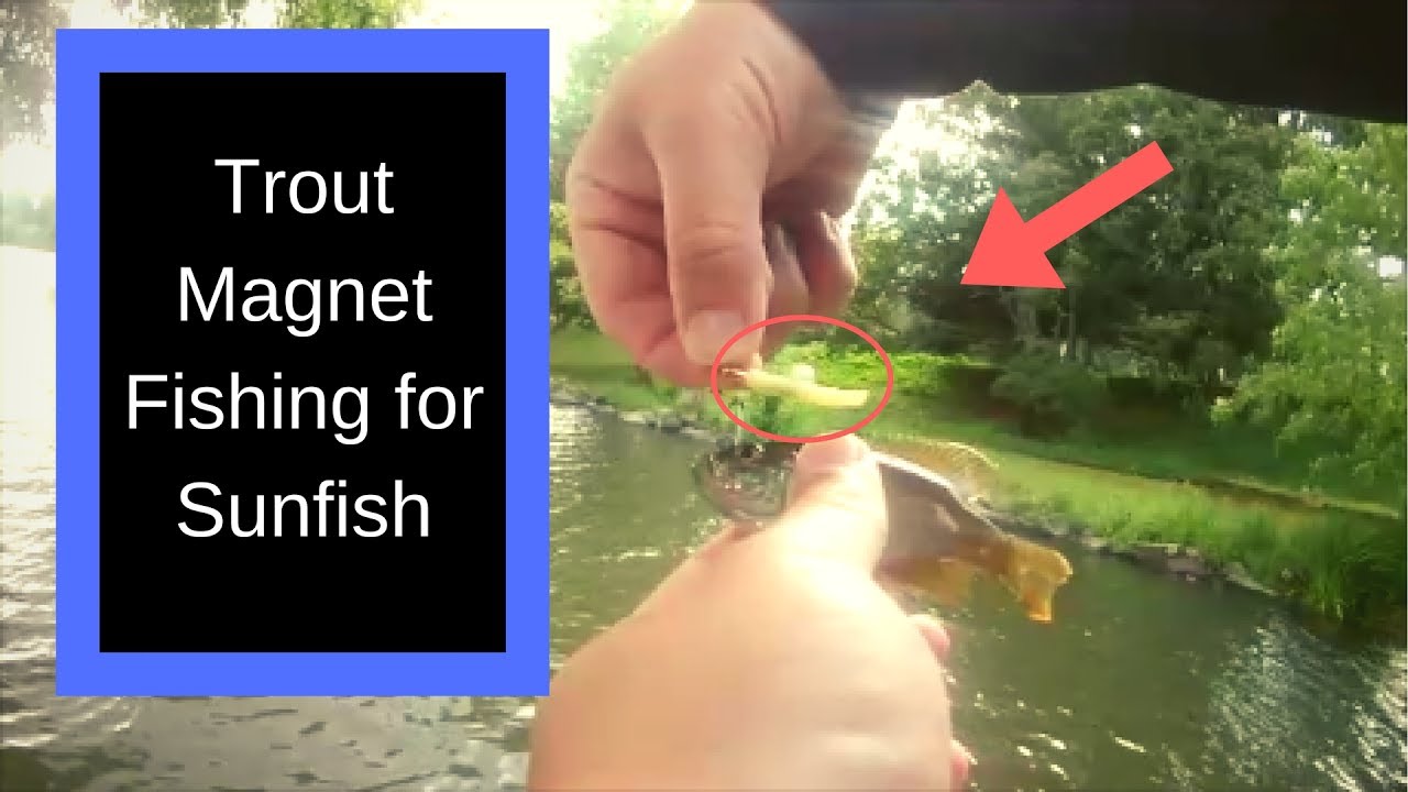 Trout Fishing for Sunfish YouTube