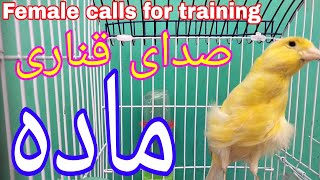 صدای قناری ماده برای تحریک کردن نر | قناری ماده مست | Female canary calls for male training screenshot 5