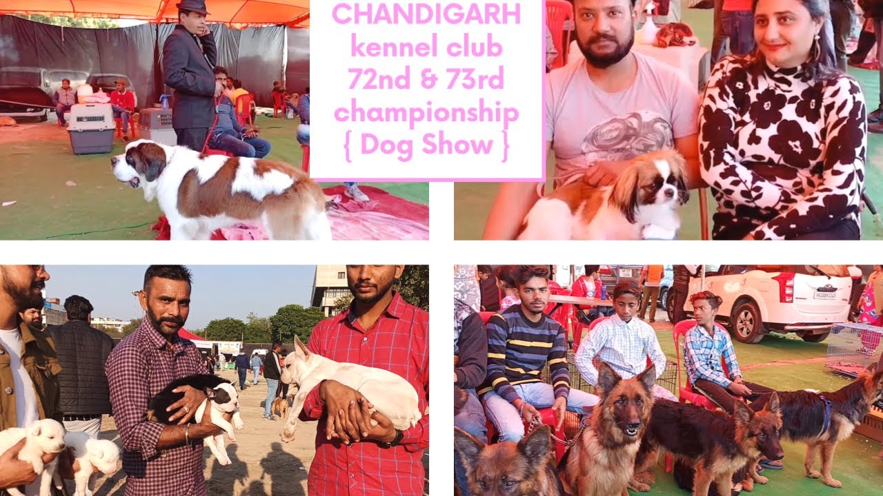 CHANDIGARH Kennel Club 72nd & 73rd championship Dog Show Pet Care