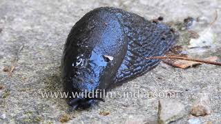 Large Black Slug Moving On Rocks In The Himalaya