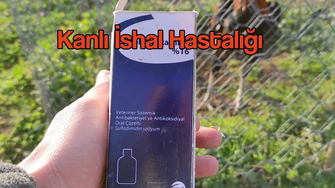 Tavuklarda Kanlı İshal Hastalığı Ve Çözümü