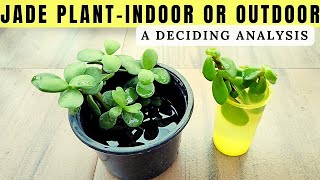 Jade Plant - Indoor Or Outdoor A Detailed Ysis Indoor Vs Outdoor जड पलट