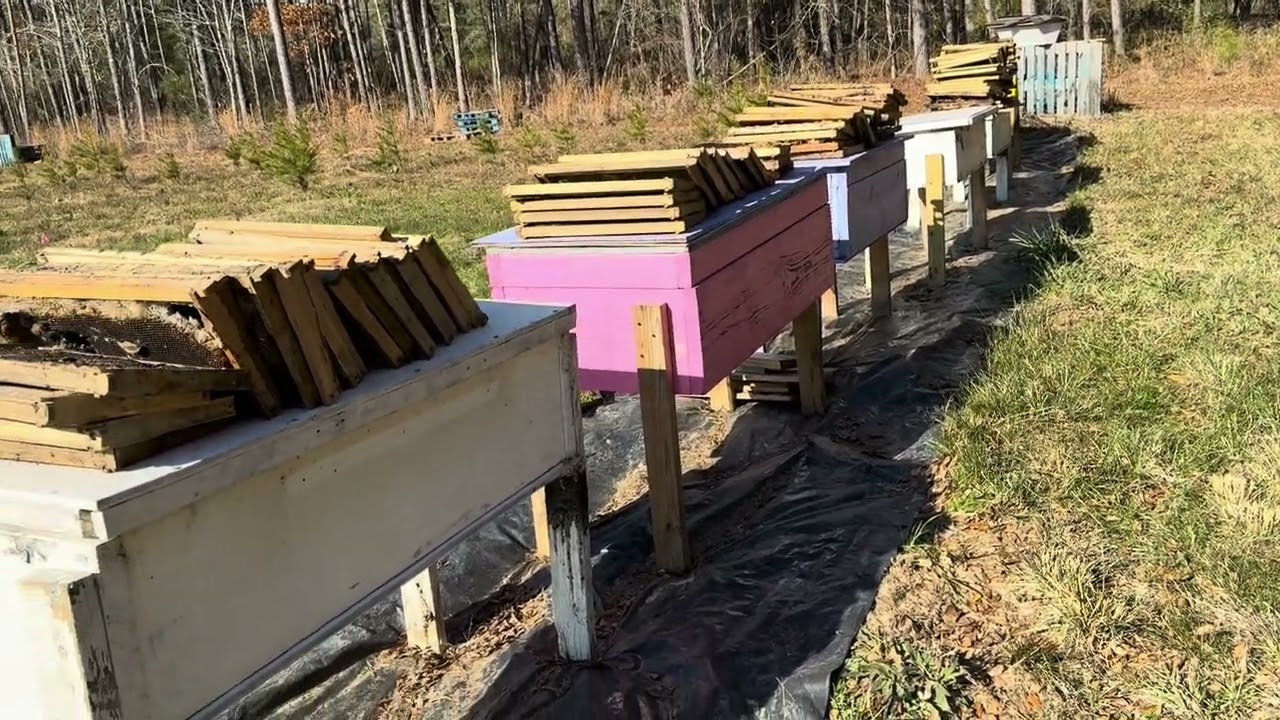 December 2024 Horizontal Hive Bee Yard Update