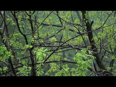 ? Rain Ambient Sounds with Raindrops Falling on Leaves & Trees for a Relaxing Ambiance for Sleeping.