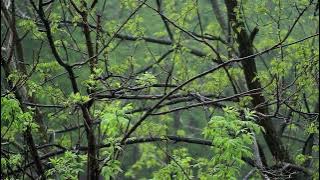 💧 Rain Ambient Sounds with Raindrops Falling on Leaves & Trees for a Relaxing Ambiance for Sleeping.