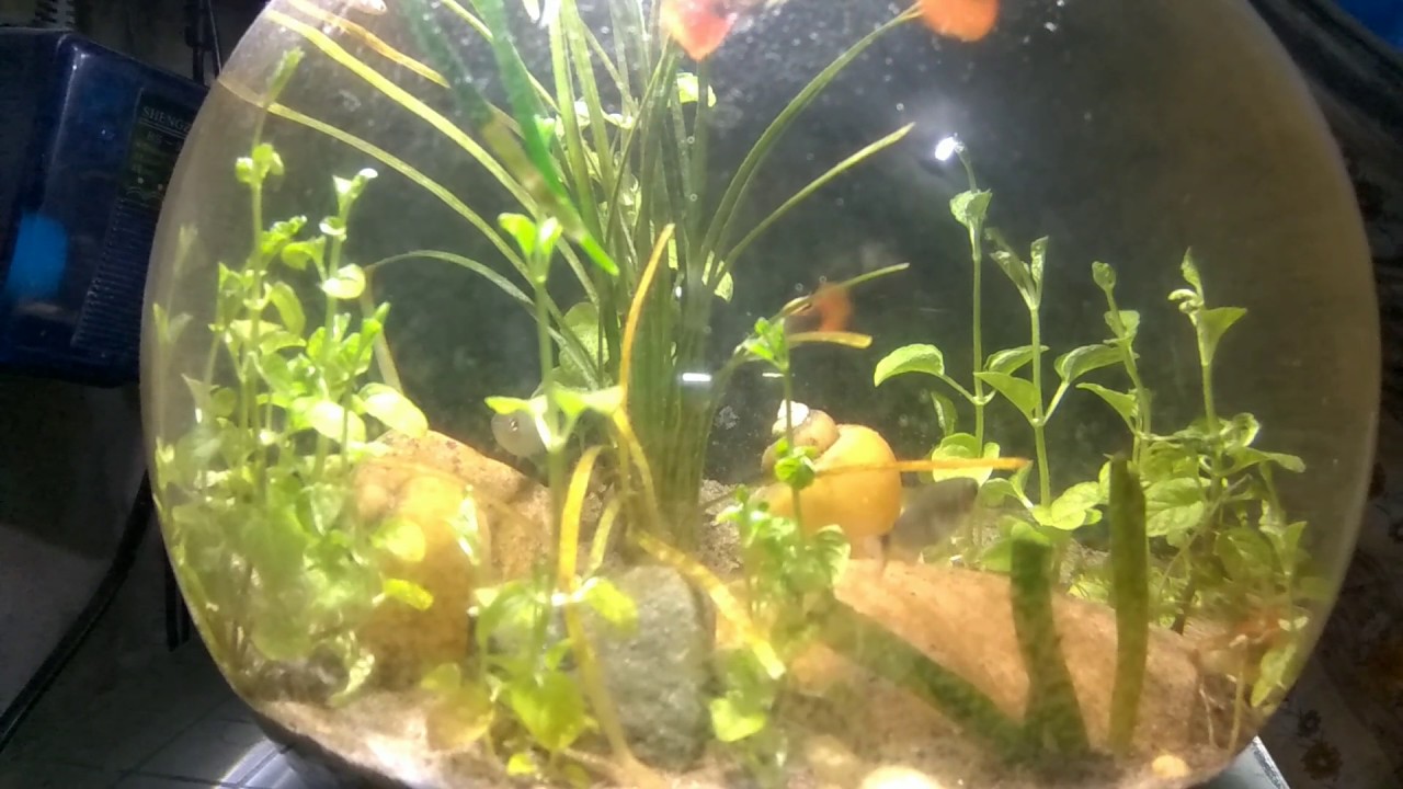 Beautiful Guppy Fish in Bowl at home YouTube