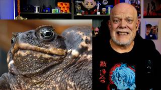 The Toad That BROKE Australia by More Parz 😲 REACTION | Poor Toads!
