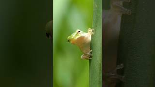 Tiny Green Tree Frog finds place to settle down