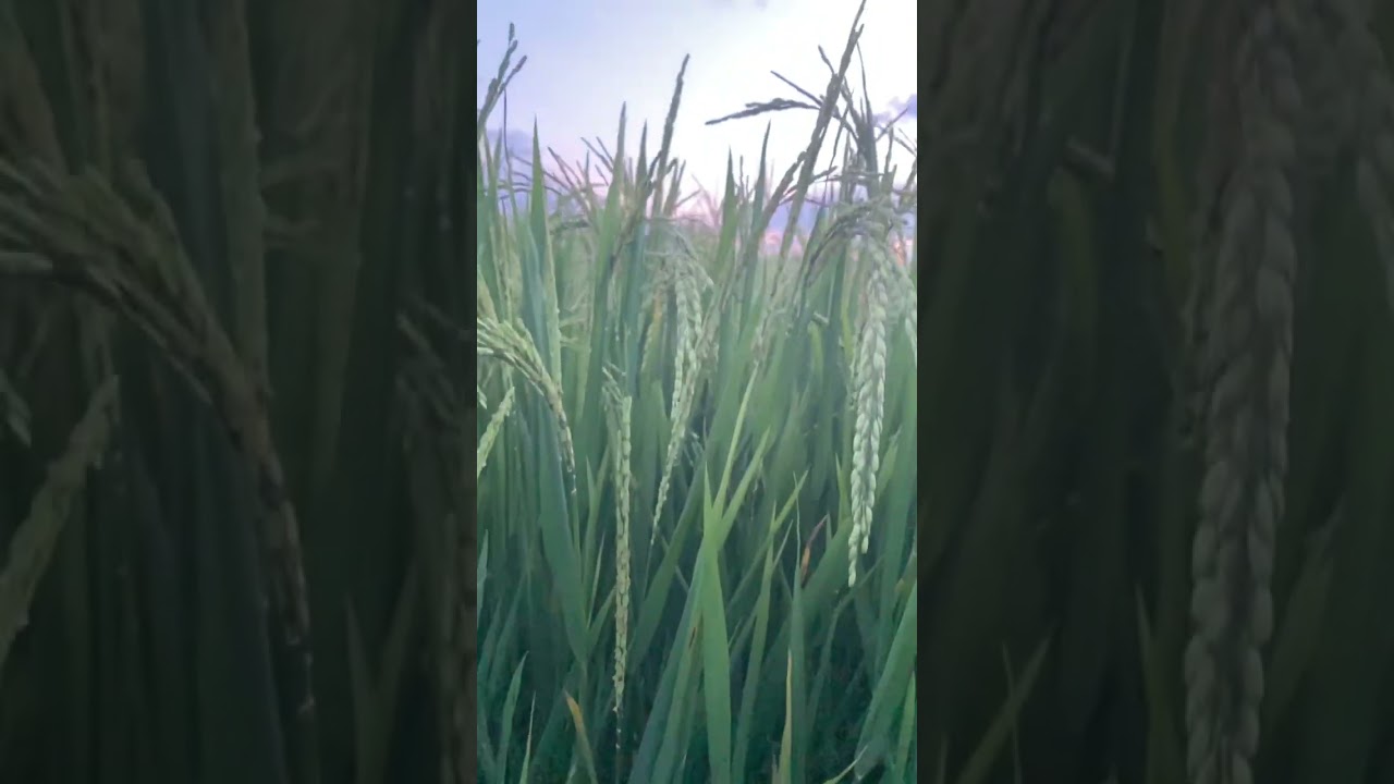 Paddy field || Imphal || Manipur