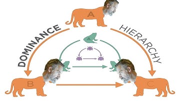 Where Are You in Dominance Hierarchy? - Jordan Peterson