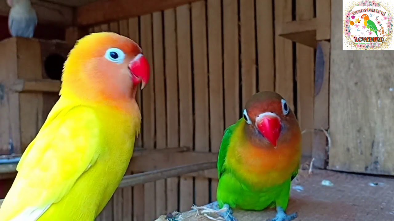Ternak Lovebird Bersuara Gacor || Burung Indonesia 