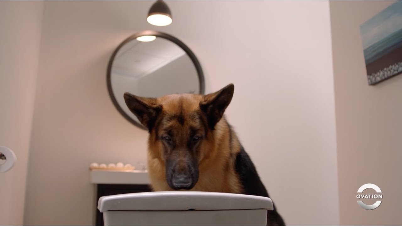 Hudson & Rex | The Art of Murder | Season 1