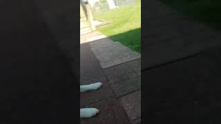 Play video: Casey, Luna, and Me. 🐾🐾👣