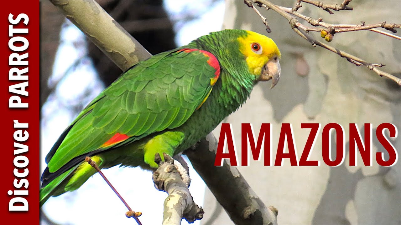 Amazon Parrots Wild in Germany Discover PARROTS YouTube