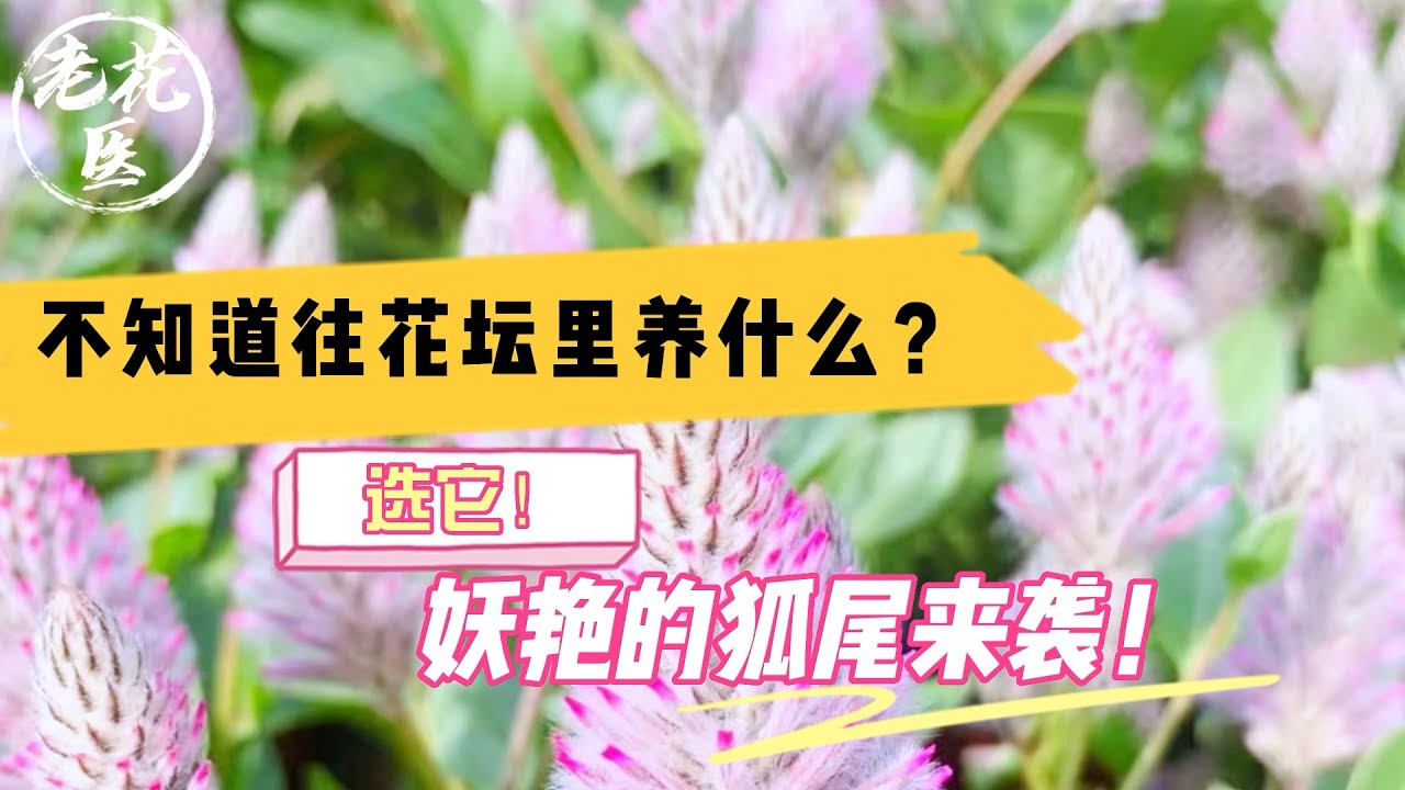 老花医植物推荐 不知道往花坛里养什么 妖艳的狐尾来袭 澳洲狐尾草养护教学 Tips And Tricks For Australian Foxtail Youtube