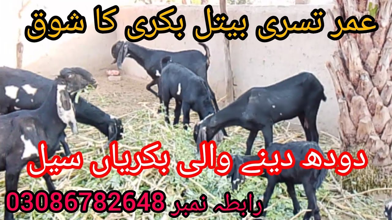 بیتل بکریوں کا شوق اور اس کے خوبصورت مناظر دیکھیں ماشاللہ بہت خوبصورت ہیں رابطہ نمبر 03086782648