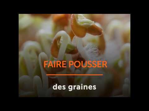 Vidéo: Propagation des graines de chou-rave - Conseils pour démarrer le chou-rave à partir de graines