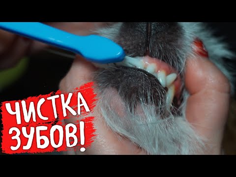 КАК ПРАВИЛЬНО ЧИСТИТЬ ЗУБЫ СОБАКЕ? Нужно ли вообще это делать?