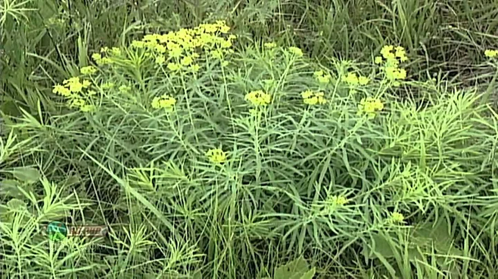 Weed of the Week #740 - Leafy Spurge (Air Date 6/10/12)