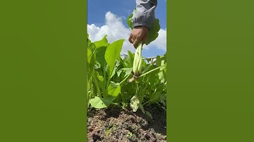 Cải ngọt Bình Chánh #hatgiongrangdong #garden #rangdongseeds