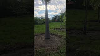 como distribuir arboles en un terreno #hacks #inversion #agenteinmobiliario