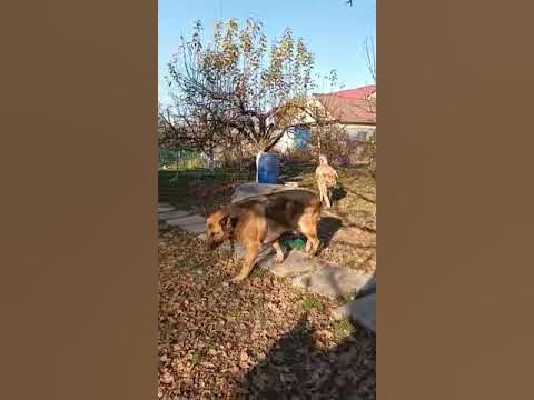Мэйзи - YouTube