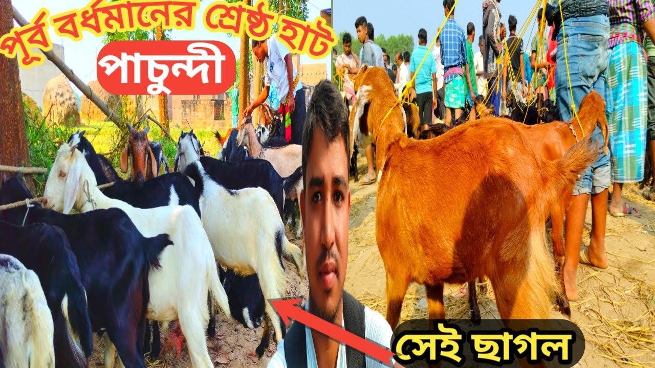 পূর্ব বর্ধমানের শ্রেষ্ঠ হাট।। পাচুন্দি। The best market in East Burdwan.  Pachundi.