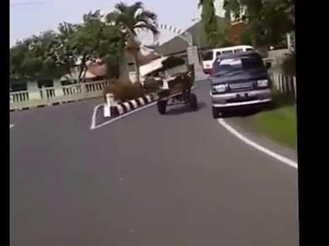 Mengenaskan !!! Kuda Delman ngamuk di tengah jalan @SiCukardele