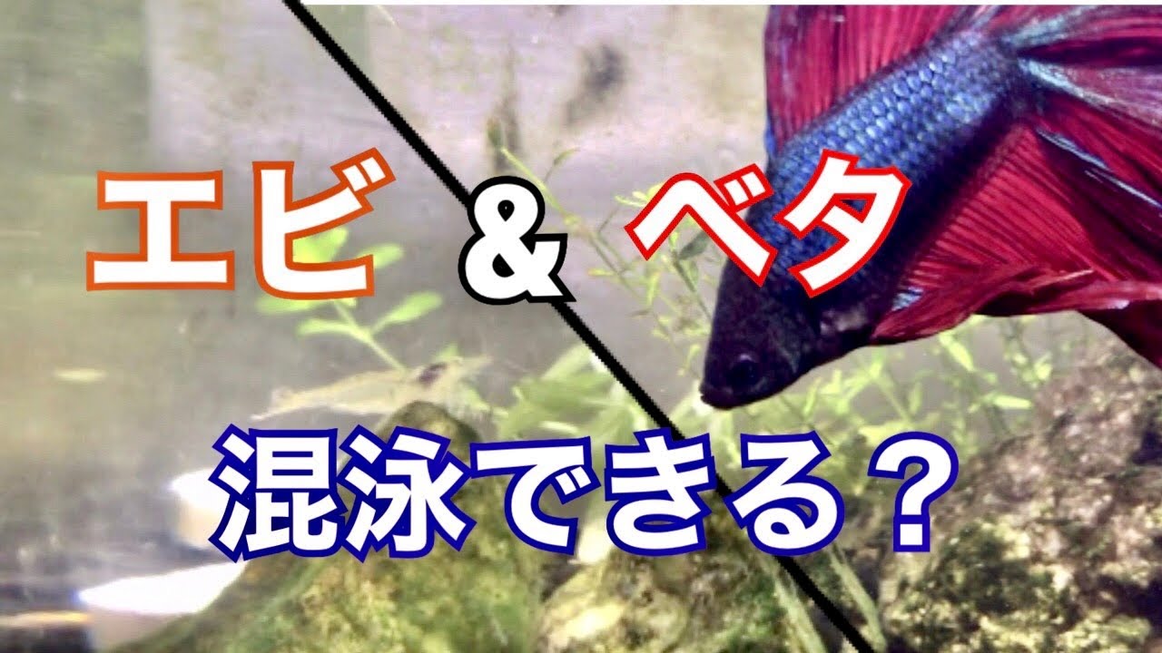 初心者ベタ飼育 ベタとエビとの混泳について 水換え簡単 ドリンクサーバー水槽 Youtube