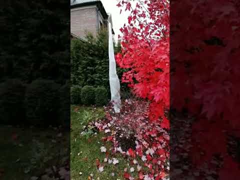 Видео: Канадски клен - дърво с много роли